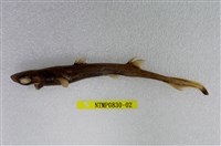 藏品(燈籠棘鮫)的圖片